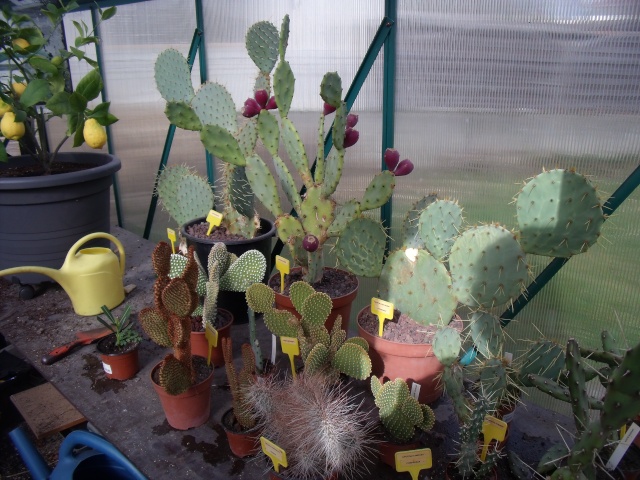  Collection de cactus Dscf3910