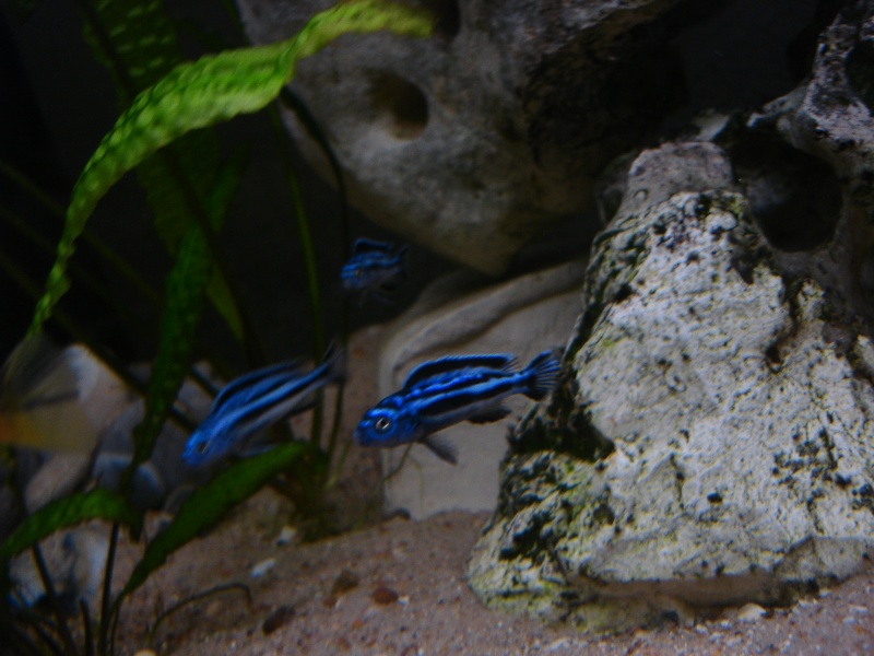les aquariums de marbais Dsc09212