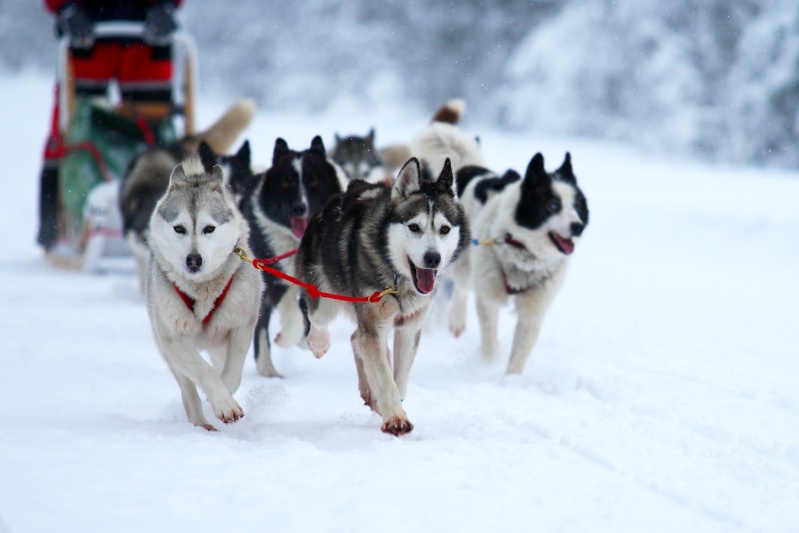 les chiens  de neige Chiens10