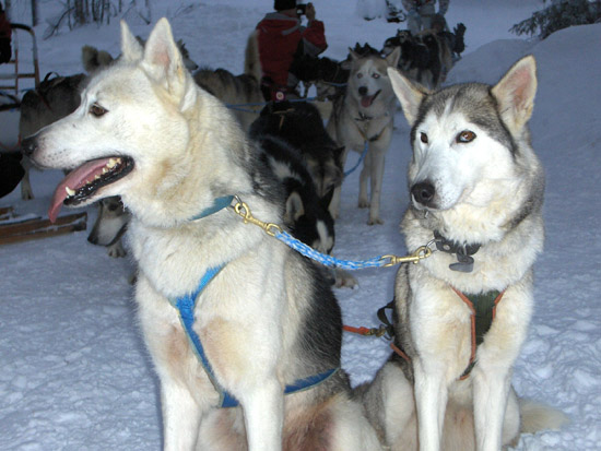 les chiens  de neige Chiens11