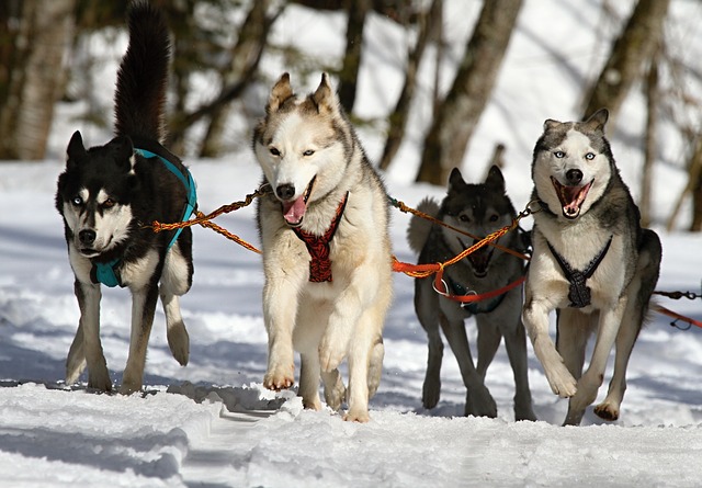 les chiens  de neige Chiens13