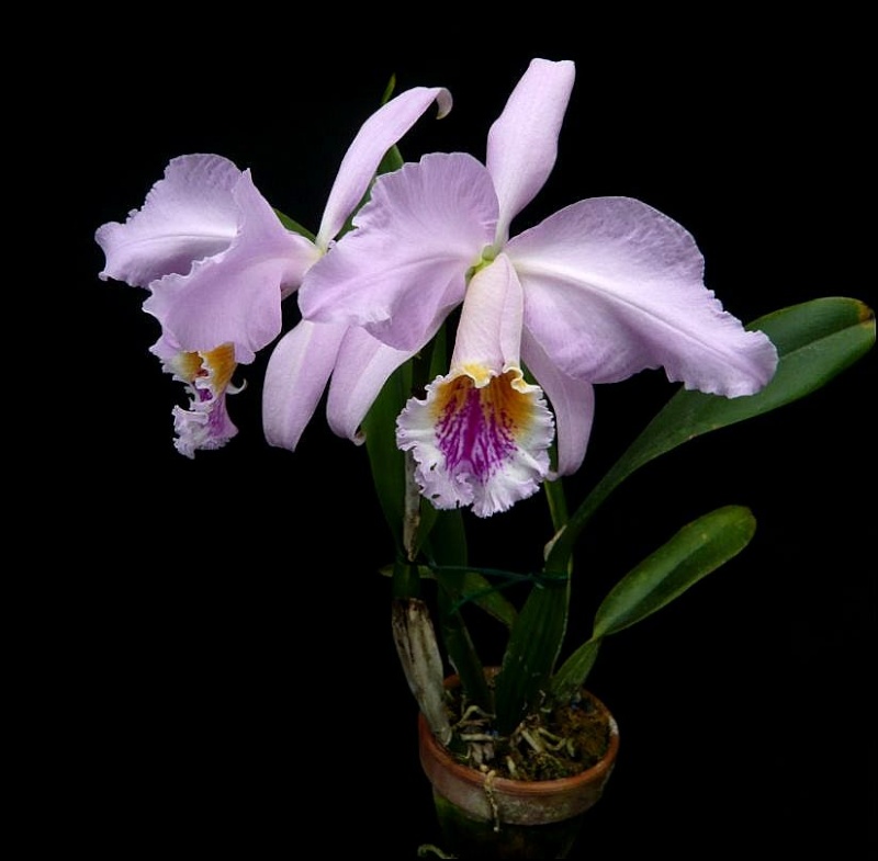 Cattleya mossiae Cattle43