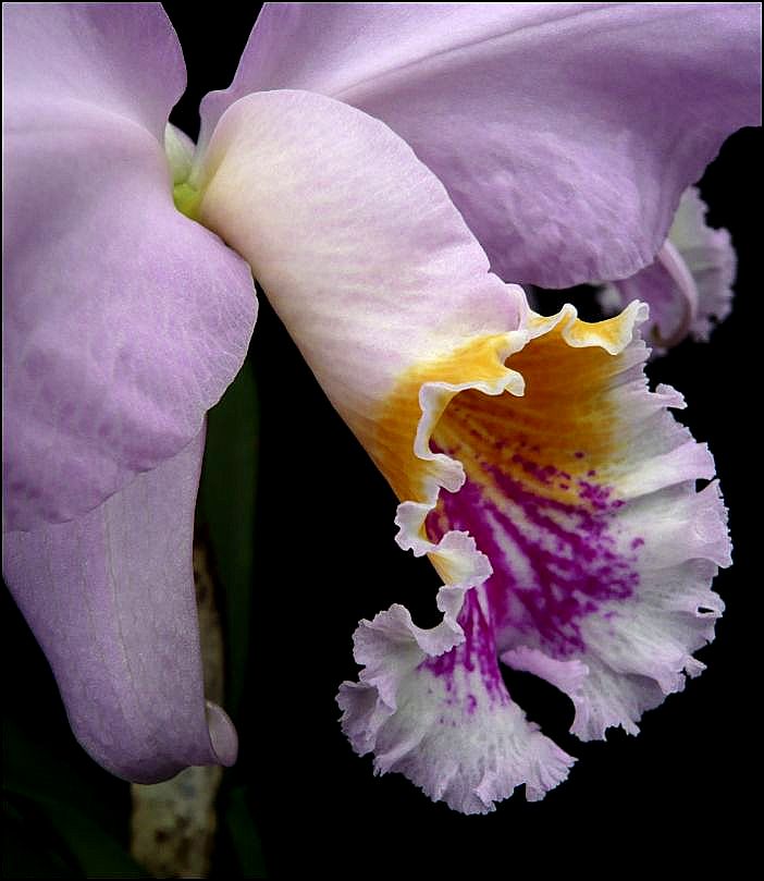 Cattleya mossiae Cattle46