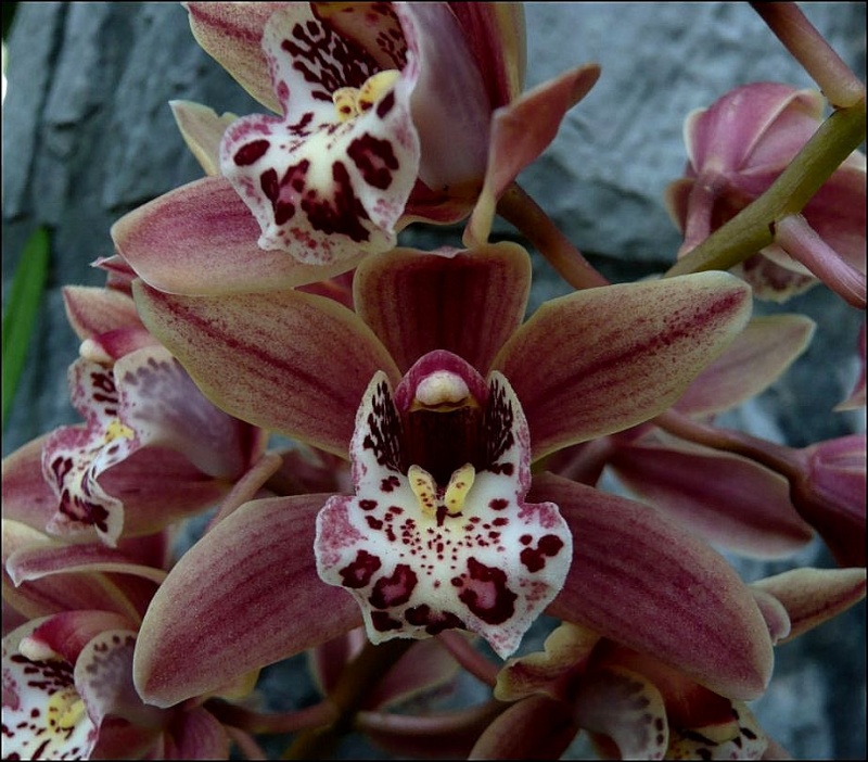 Cymbidium hybride  Cymbid11