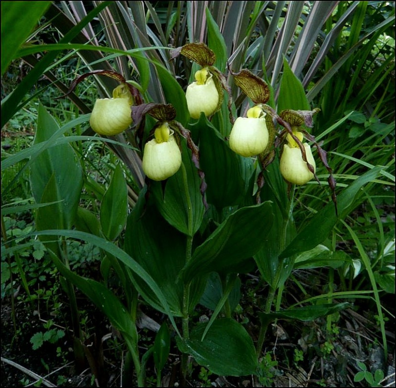 Cypripedium hybride dans le sud Cyprip10