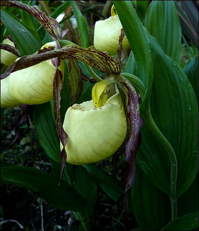 Cypripedium hybride dans le sud Cyprip12