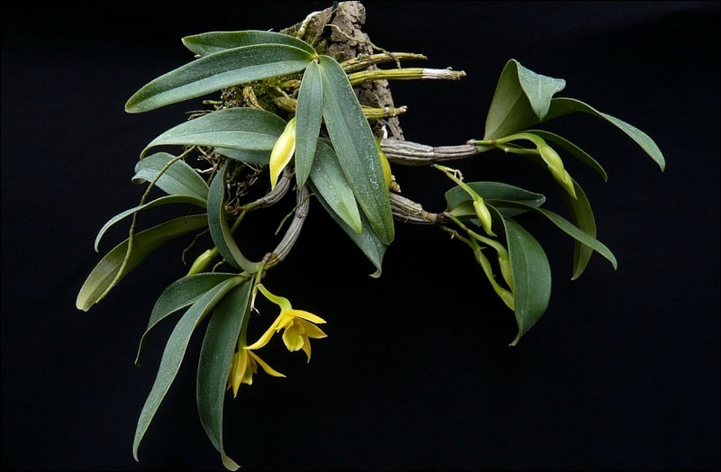 Dendrobium trigonopus Dendro11