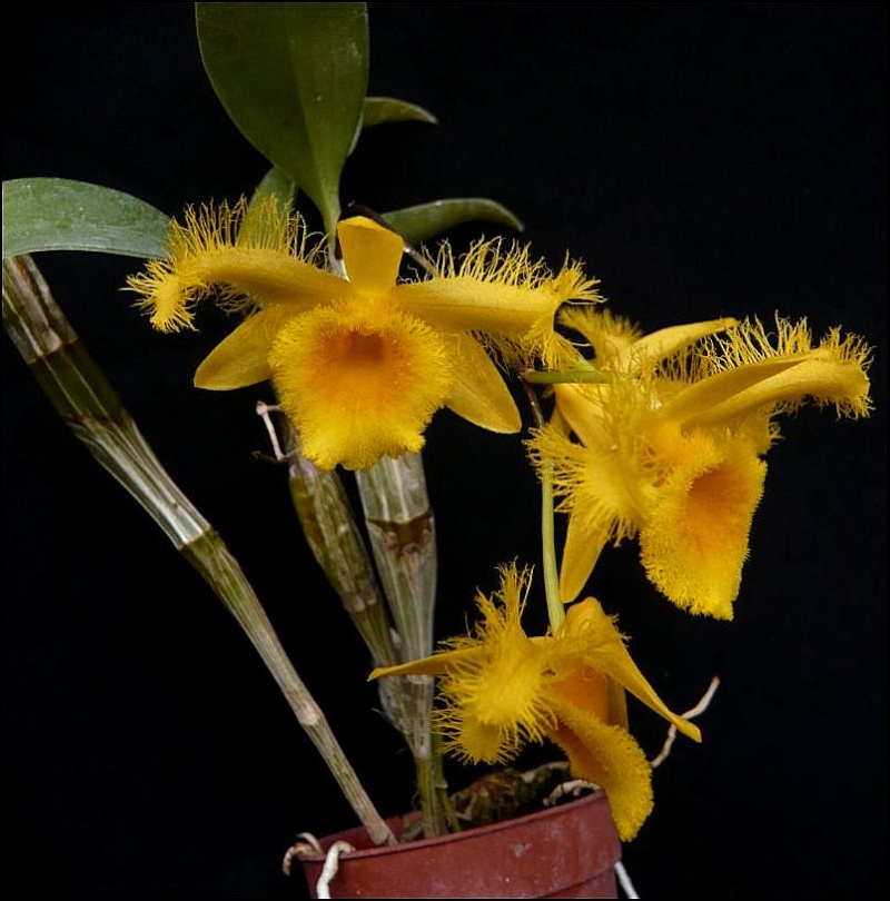 Dendrobium harveyanum Dendro13