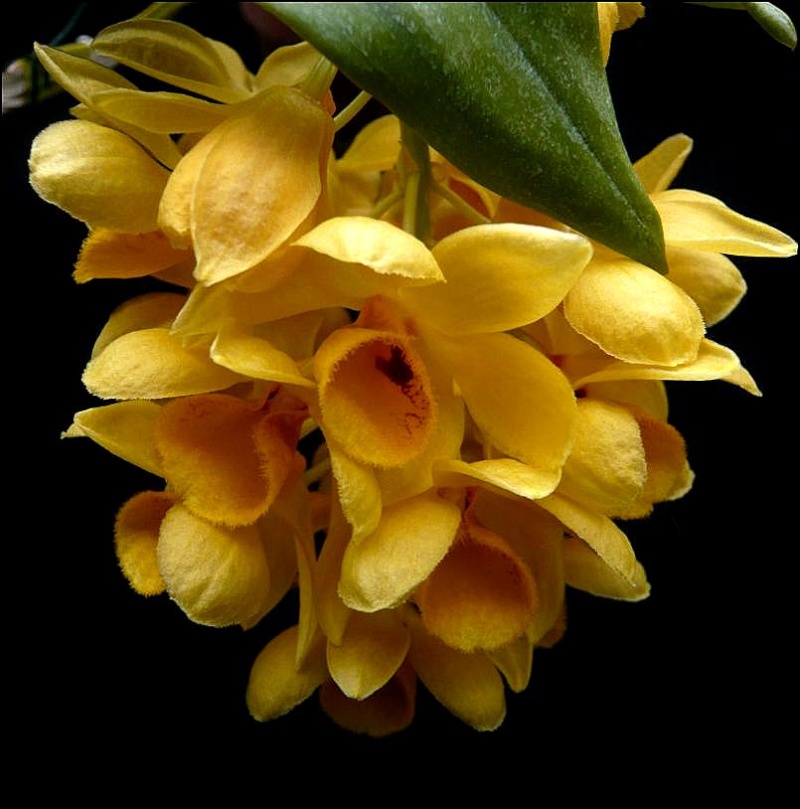 Dendrobium sulcatum Dendro15