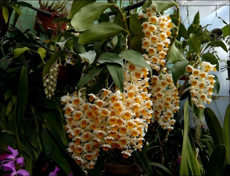 Dendrobium thyrsiflorum Dendro21