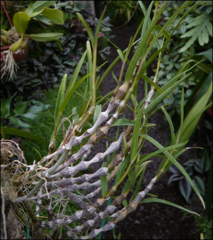 Dendrobium falconeri Dendro25