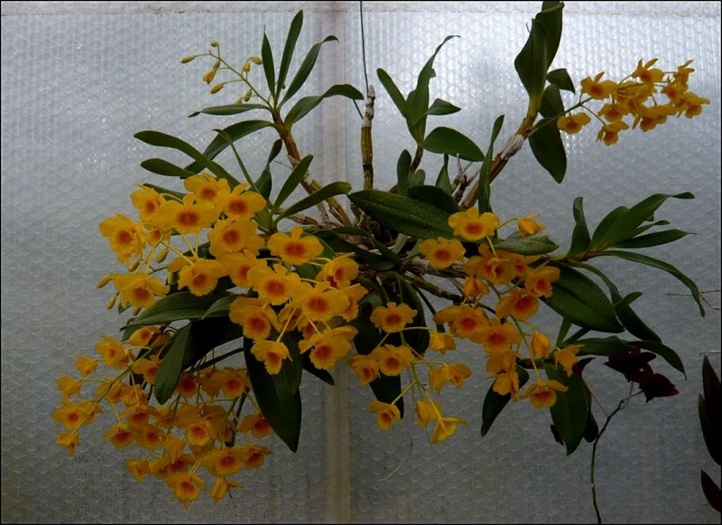 Dendrobium chrysotoxum Dendro26