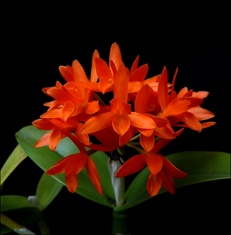 Guarianthe aurantiaca Guaria11