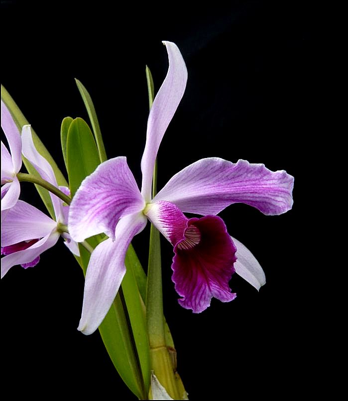 Cattleya purpurata f. striata Laelia17