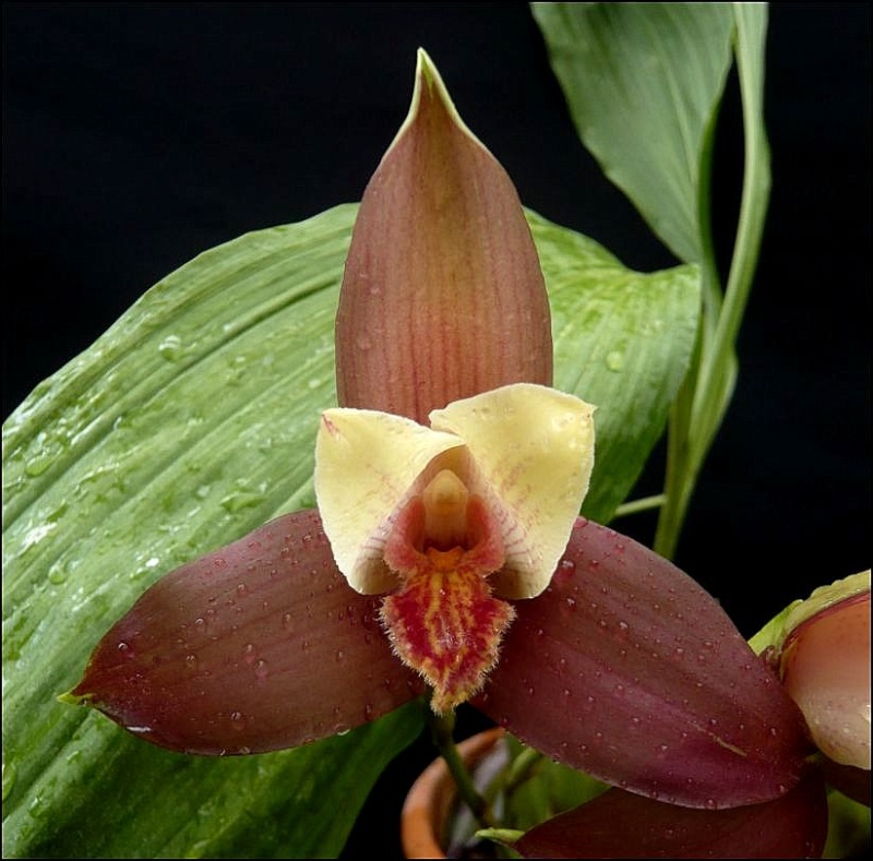 Lycaste Lucianii Lycast16