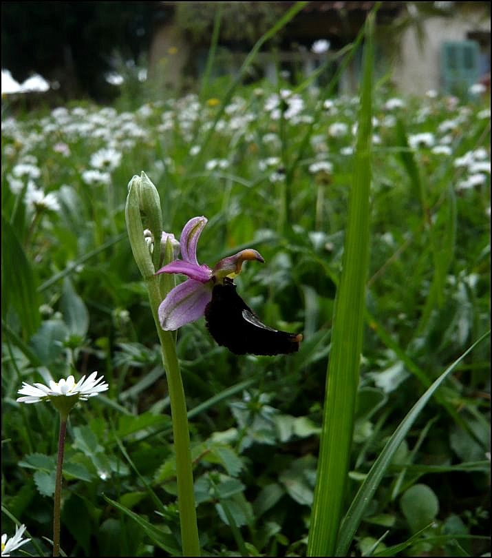 Ophrys bertolonii Ophrys10
