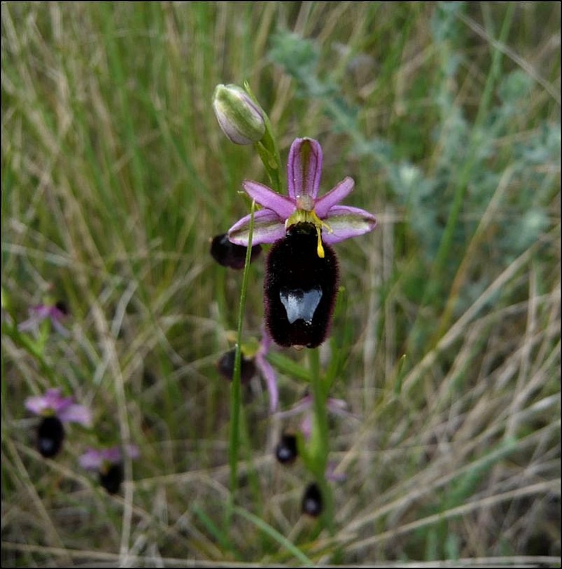 Ophrys bertolonii Ophrys12