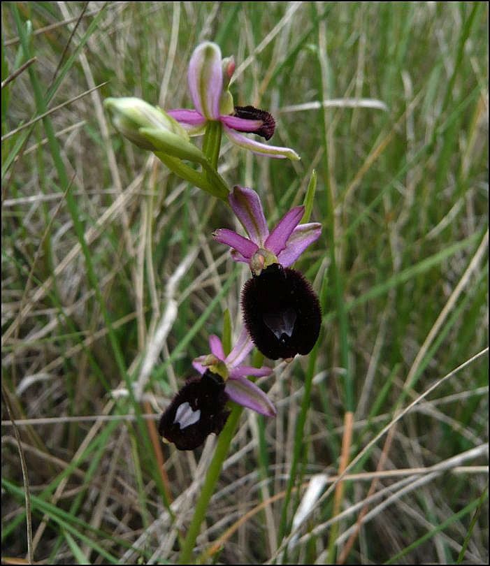Ophrys bertolonii Ophrys13