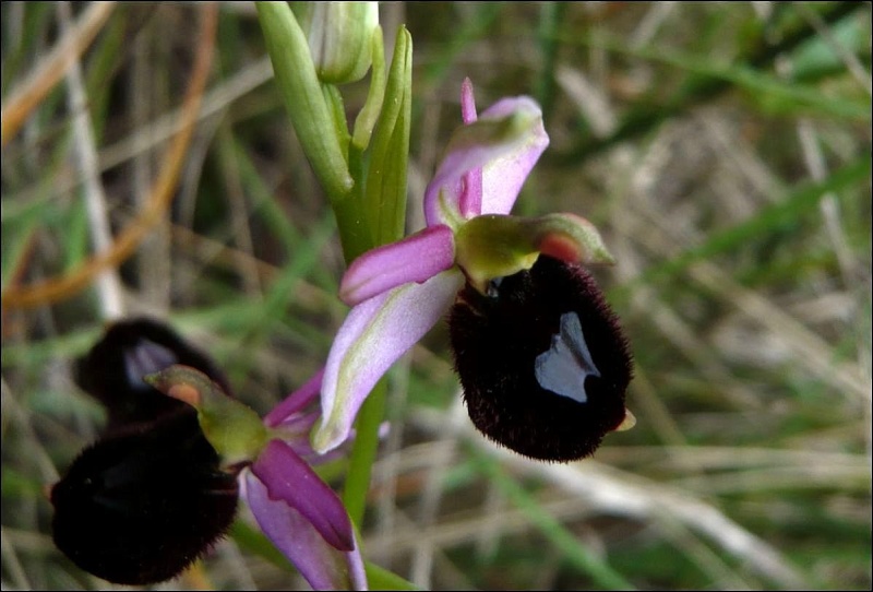Ophrys bertolonii Ophrys14