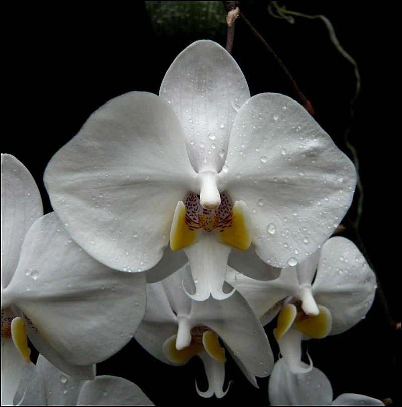 Phalaenopsis philippinensis Phalae14