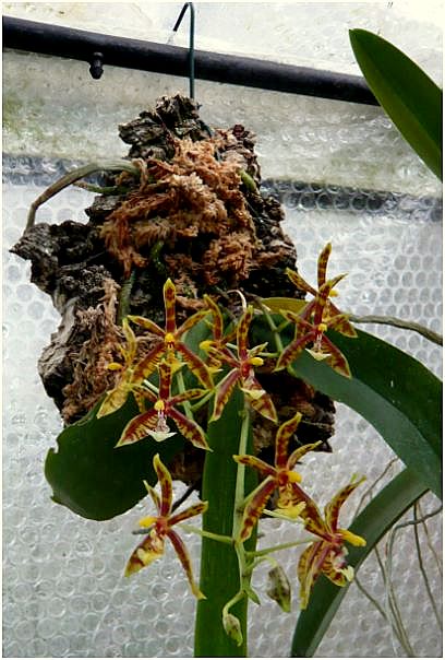 Phalaenopsis mannii Phalae16