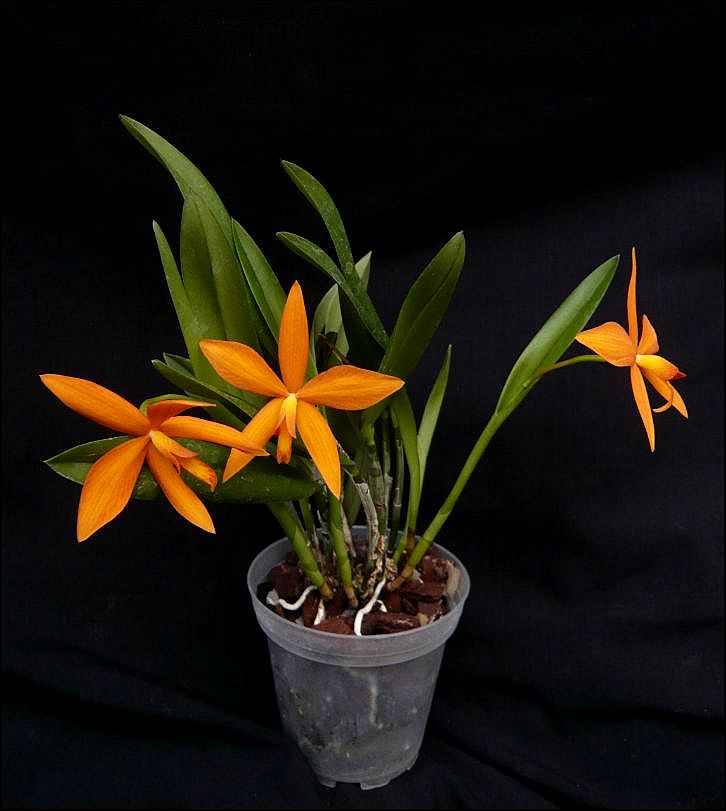 Cattleya Valda (1901) Sl_har14