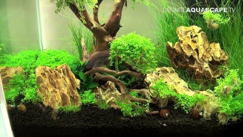 Noms de plantes Screen12