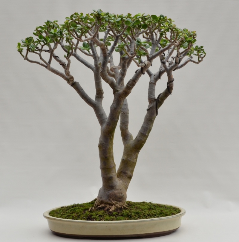 Crassula argentea Crassu10