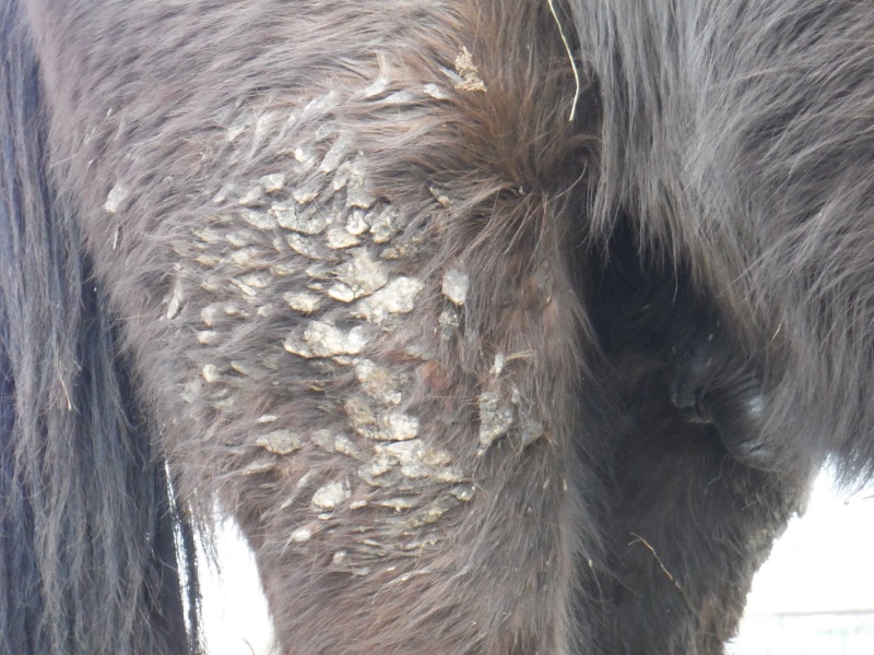 Chevaux en détresse à Fleurus 11067510