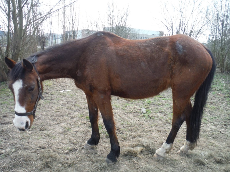 Chevaux en détresse à Fleurus 11074110