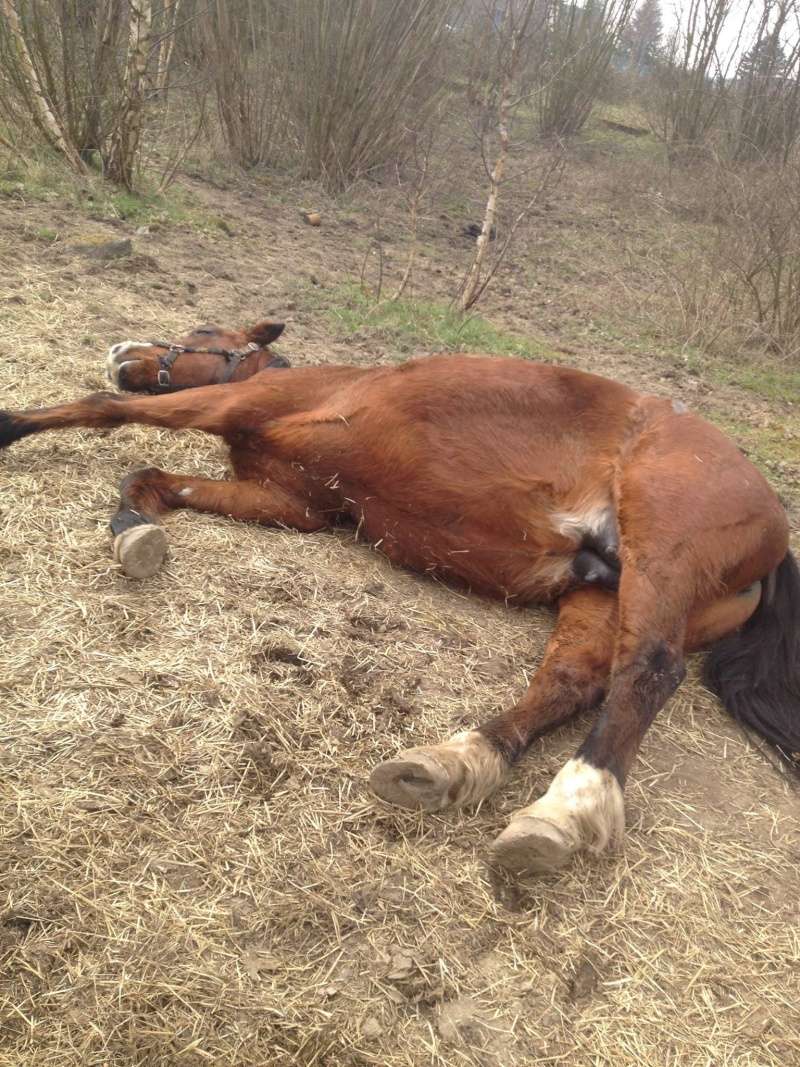 Chevaux en détresse à Fleurus 11074112