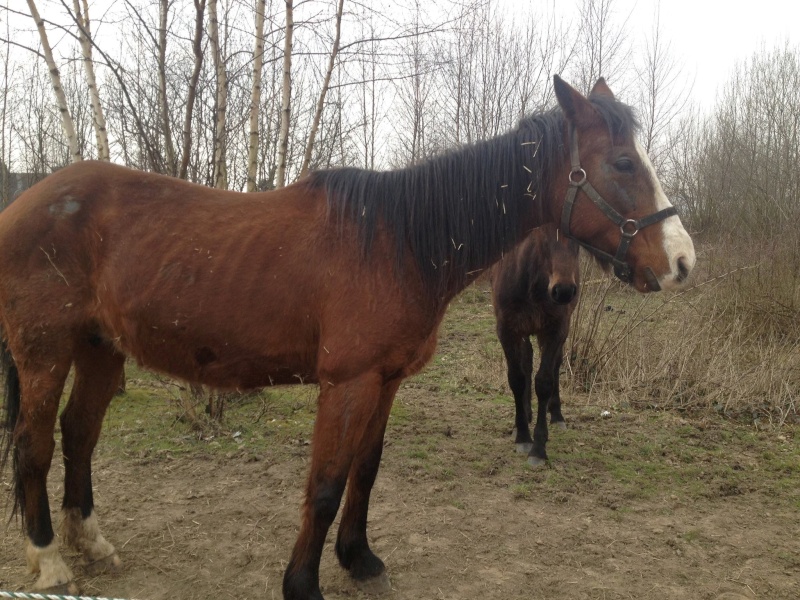 Chevaux en détresse à Fleurus 11076311