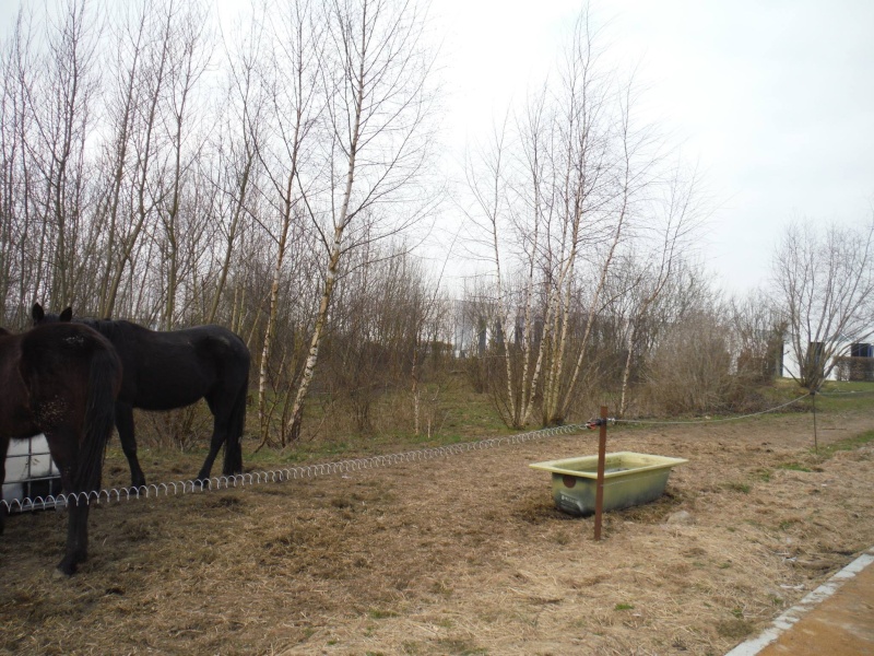 Chevaux en détresse à Fleurus 11087310