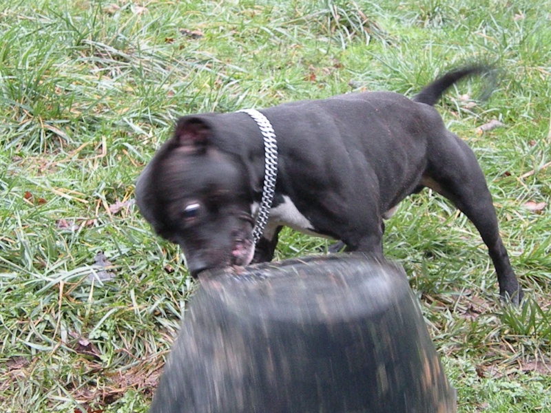 Charlie et drift - Charlie Brown and the bucket ... Poor Bucket ^^ ! Charli15