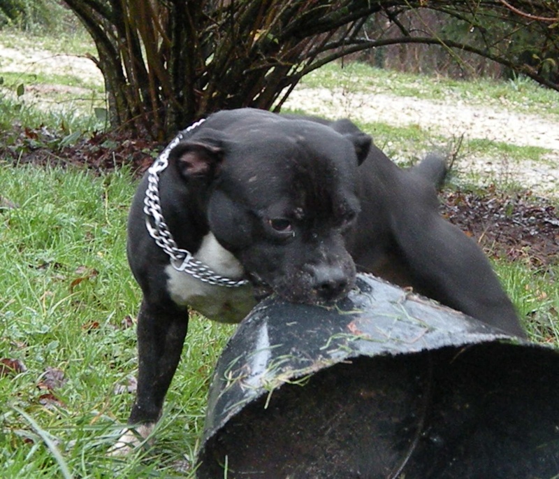 Charlie et drift - Charlie Brown and the bucket ... Poor Bucket ^^ ! Charli17