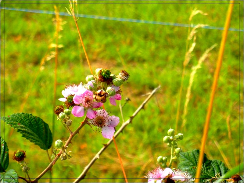 Mes photographies .. Dscn0510