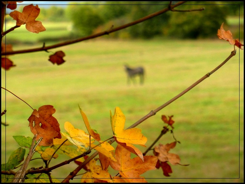 Mes photographies .. Dscn3313