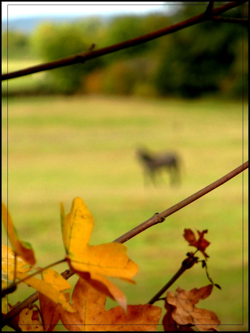 Mes photographies .. Dscn3314