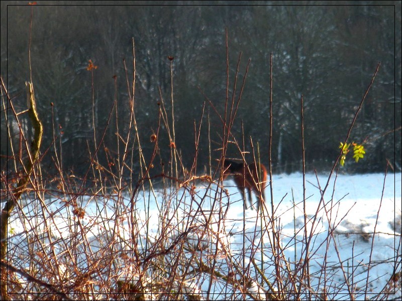 Mes photographies .. Dscn4129