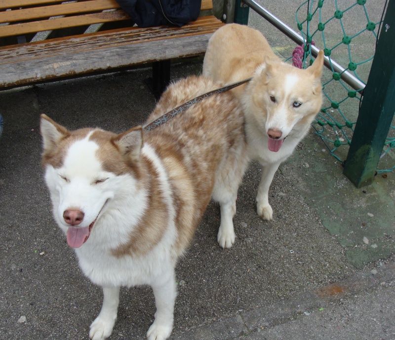 Kerouq, Sibérien Husky, 4 Ans et veut vivre sa vie. Dept 14.ADOPTE - Page 2 Dsc06211