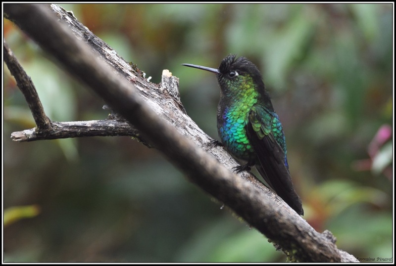 Des Colibris?   Du Costa Rica... 17-02-11