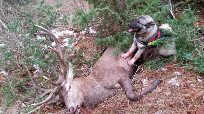 Avis sur les chien d'ours de carelie Elk10