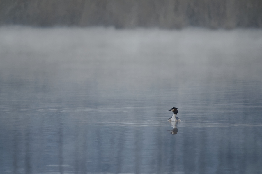 Un matin dans la brume, à Remerschen _dsc4010