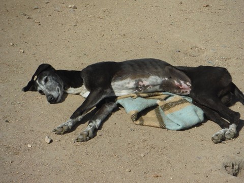 Raya (veneziana) galga noire et blanche 6 ans Scooby France  Adoptée  10951110
