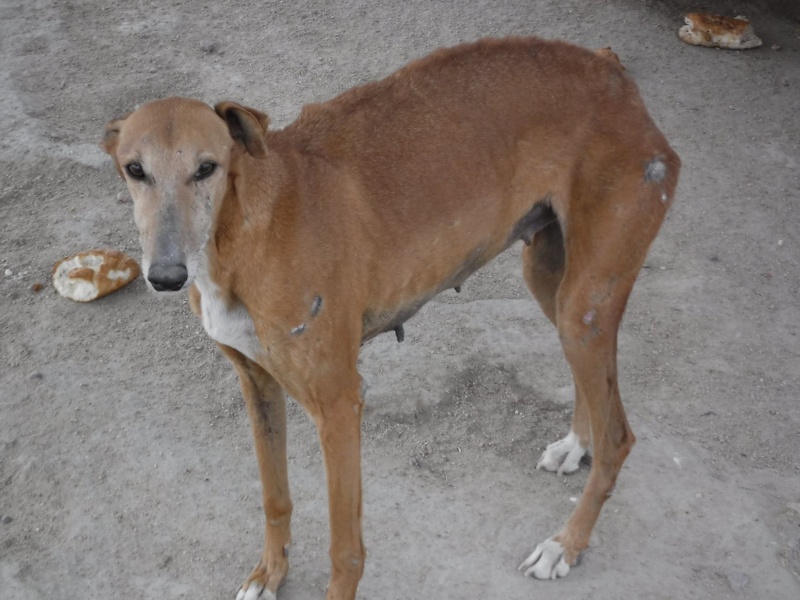 Kika galga 7 ans 1/2 marron  Scooby France  Adoptée  11059610