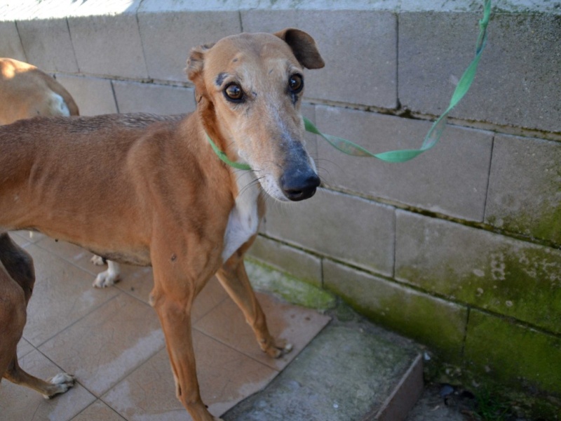 Kika galga 7 ans 1/2 marron Scooby France Adoptée Dsc_0037