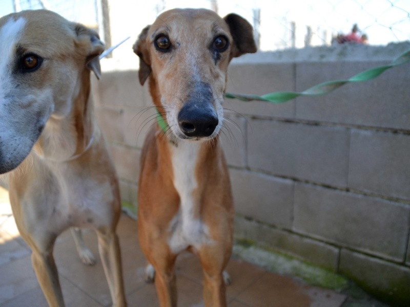 Kika galga 7 ans 1/2 marron Scooby France Adoptée Dsc_0038