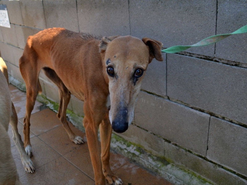 Kika galga 7 ans 1/2 marron Scooby France Adoptée Dsc_0039
