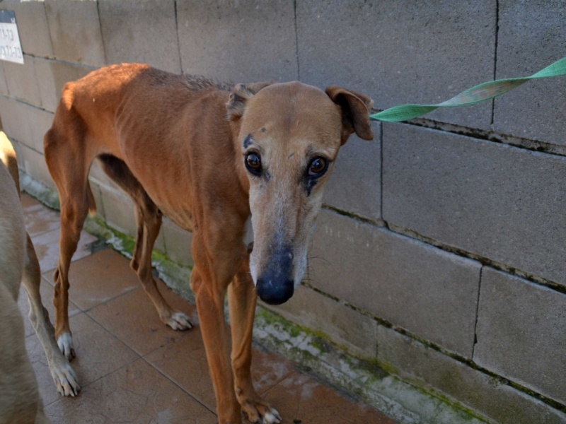 Kika galga 7 ans 1/2 marron  Scooby France  Adoptée  Dsc_0039