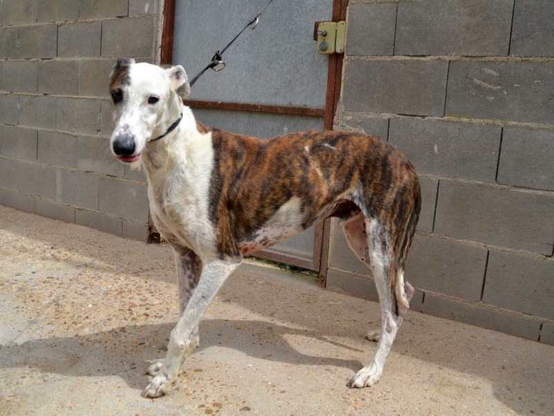 CURRO, galgo bringé et blanc 7 ans Adopté Dsc_0290